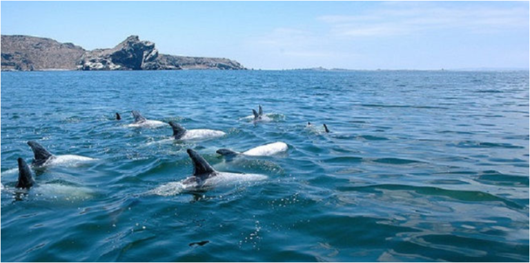 Zu Welcher Tiergruppe Gehört Der Delfin